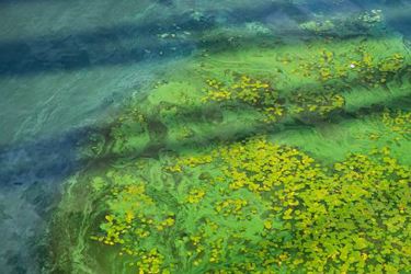algae_Getty-1215336784 algae_Getty-1215336784