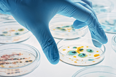 Scientists Work With Petri Dishes iStock-1212392775