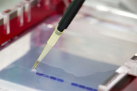 GettyImages-883964436-liquid-electrophoresis-western-blotting