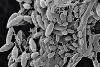 3-SEM biofilm on stainless steel surface