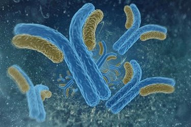 antibody