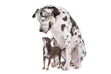 Dogs 450x300 Dogs 450x300