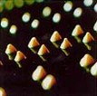 Low-Temperature Curing SMA Low-Temperature Curing SMA