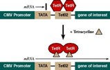 Mammalian Expression System