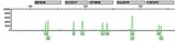 12MML005_dna_str_analysis_LR.jpg