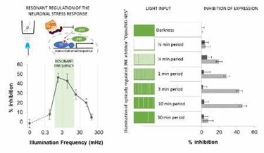 Researchers Invented A Tool To Decode And Control Signalling Circuits In Living Cells With Flashes Of Light Researchers Invented A Tool To Decode And Control Signalling Circuits In Living Cells With Flashes Of Light