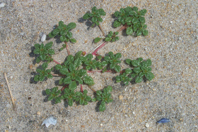 Army Corps Protects Plant That Helps Protect Shore Seabeach Amaranth discovered by Dag Madara