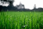 How WWTP’s Can Get Greener Grass On The Other Side Of The IIoT