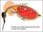 Fruit Fly Opens Doors to Malaria Research