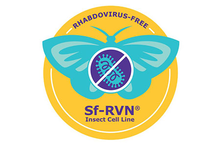 Sf-RVN Insect Cell Line