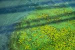 GettyImages-1215336784 algae bloom
