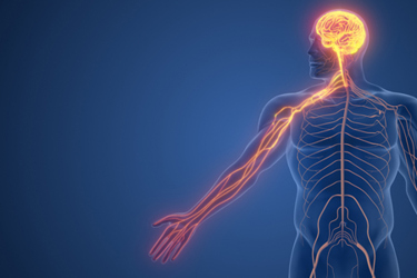 GettyImages-2188550041_nervous system GettyImages-2188550041_nervous system