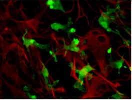 Anti Iba1, Polyclonal Antibody, Rabbit Anti Iba1, Polyclonal Antibody, Rabbit