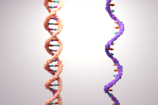 RNA, DNA Molecules-GettyImages-1333477715