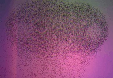 3d-particle-tracking 3d-particle-tracking