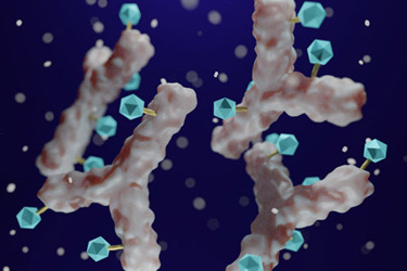 Antibody-drug-conjugated-with-cytotoxic-payload-Gettyimages-1410189307