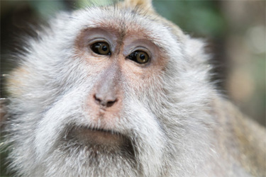 GettyImages-896368460 Macaque Monkey GettyImages-896368460 Macaque Monkey