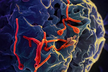 ebola-niaid