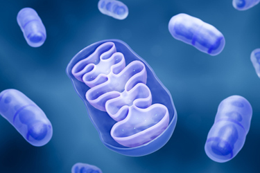 Mitochondria organelles-GettyImages-2195556244