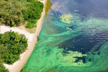 GettyImages-1272284836 algal bloom GettyImages-1272284836 algal bloom