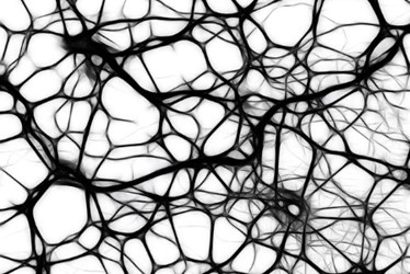 neuron_publicdomain