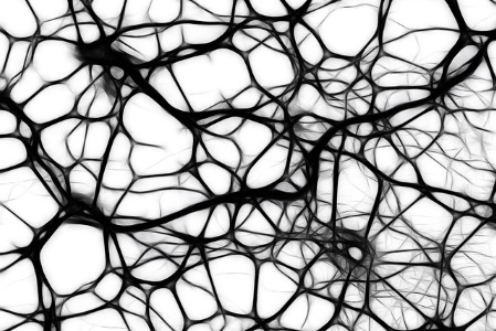 overproduction of neurons in development of brain