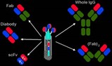 Cambridge Antibody, Genzyme to collaborate on human anti-TGFBeta monoclonals