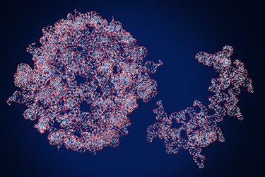 GettyImages-2235706092 multimeric mRNA GettyImages-2235706092 multimeric mRNA