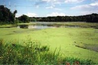 Solution For Algae Blooms Solution For Algae Blooms