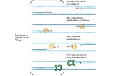 IDT’s Novel rhPCR Unravels Gene Expression