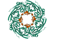 Oh, Oligonucleotides! Everybody Wants In Ebola virus-GettyImages-1359497022