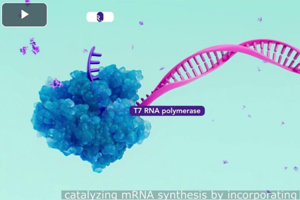 In Vitro Transcription For mRNA Production