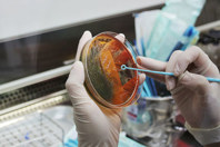Monitoring Microbial Contamination Of Mammalian Cell Cultures GettyImages-2164415438-petri-dish-bacteria-scientist-gloved-hands