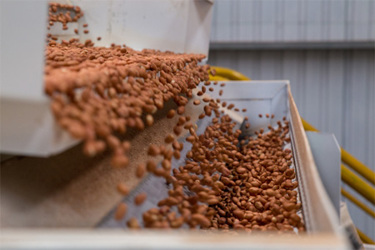 GettyImages-844233650-peanut-production-factory