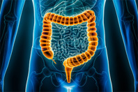 GettyImages-1433834387 Large intestine or colon or bowel 3D rendering illustration
