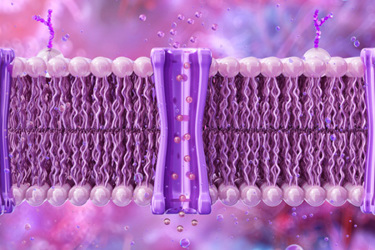 cell biology, biochemistry, cellular signaling, cell integrity-GettyImages-2196575143