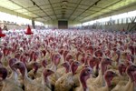 Cargill: Only Using Antibiotics To Treat Ill Livestock Only Using Antibiotics To Treat Ill Livestock