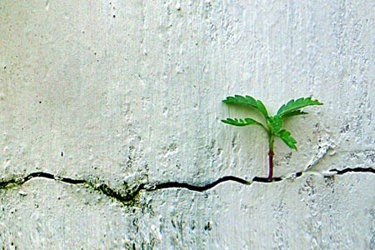 plants growing in wall cracks-GettyImages-1491141820