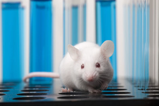 New Regulatory Considerations For Animal Testing And The Consequences For Drug Product Formulation Development Laboratory-Mouse-GettyImages-172267826
