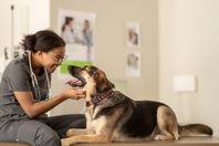 GettyImages-1389039241_dog_vet