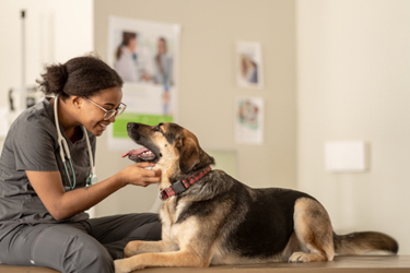 GettyImages-1389039241_dog_vet