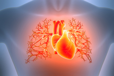 Human Circulatory System Heart Anatomy-GettyImages-2202279387 Human Circulatory System Heart Anatomy-GettyImages-2202279387