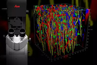 STELLARIS 8 DIVE Multiphoton Microscope