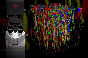 STELLARIS 8 DIVE Multiphoton Microscope