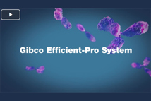 Efficient-Pro Medium And Feed Marketing