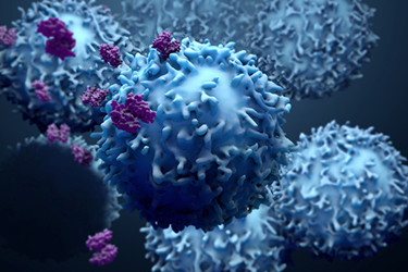 proteins with lymphocytes , t cells or cancer cells iStock-1139783322