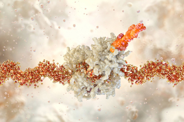 Molecular biology, mRNA strands, genetics-GettyImages-2198118160 Molecular biology, mRNA strands, genetics-GettyImages-2198118160