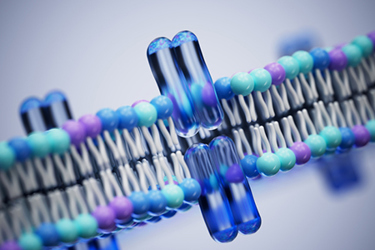 GettyImages-2250569264-membrane-protein
