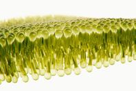 GettyImages-538666690-lipids