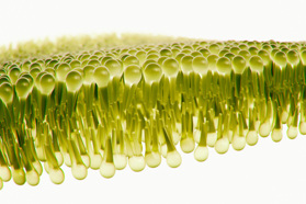 Lessons In Scaling Lipids Production And Purification GettyImages-538666690-lipids